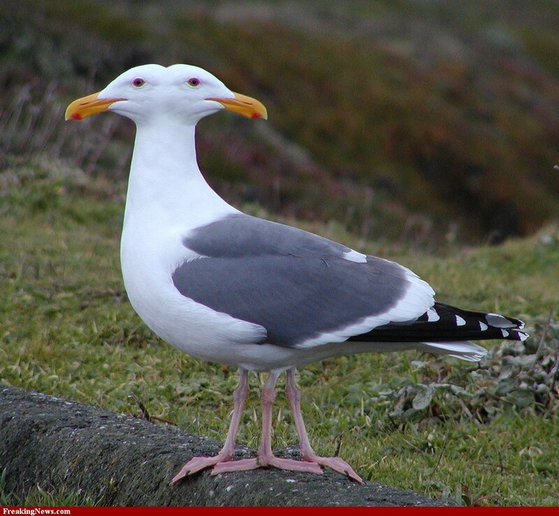 Two-headed Seagull