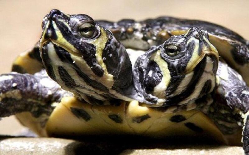 Two-headed Turtle
