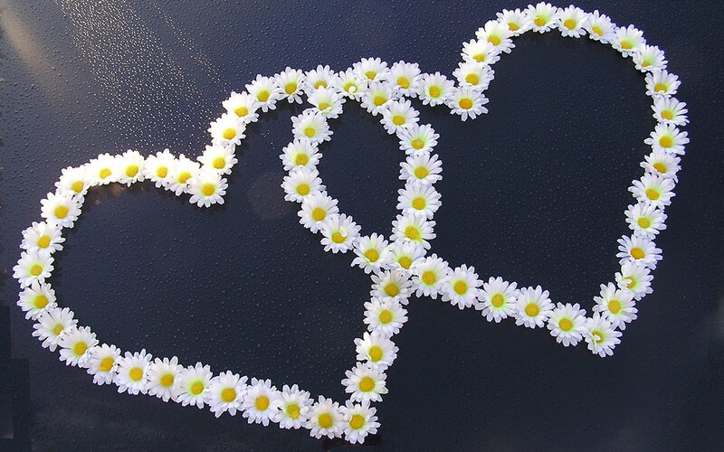 Two Hearts Made of Daisies