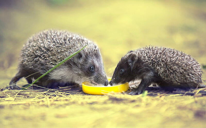 Two Hedgehogs Eating — Yellow