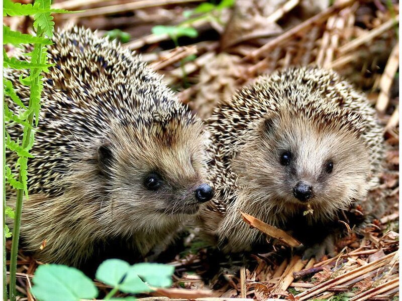 Two Hedgehogs in Forest
