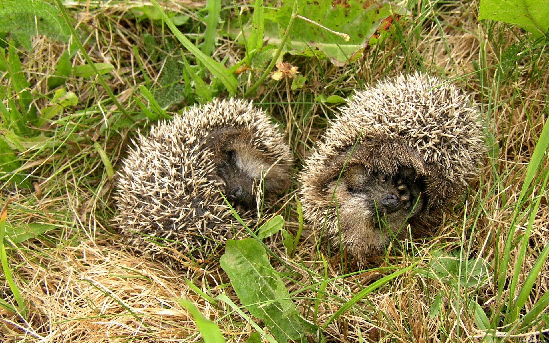 Two hedgehogs in grass