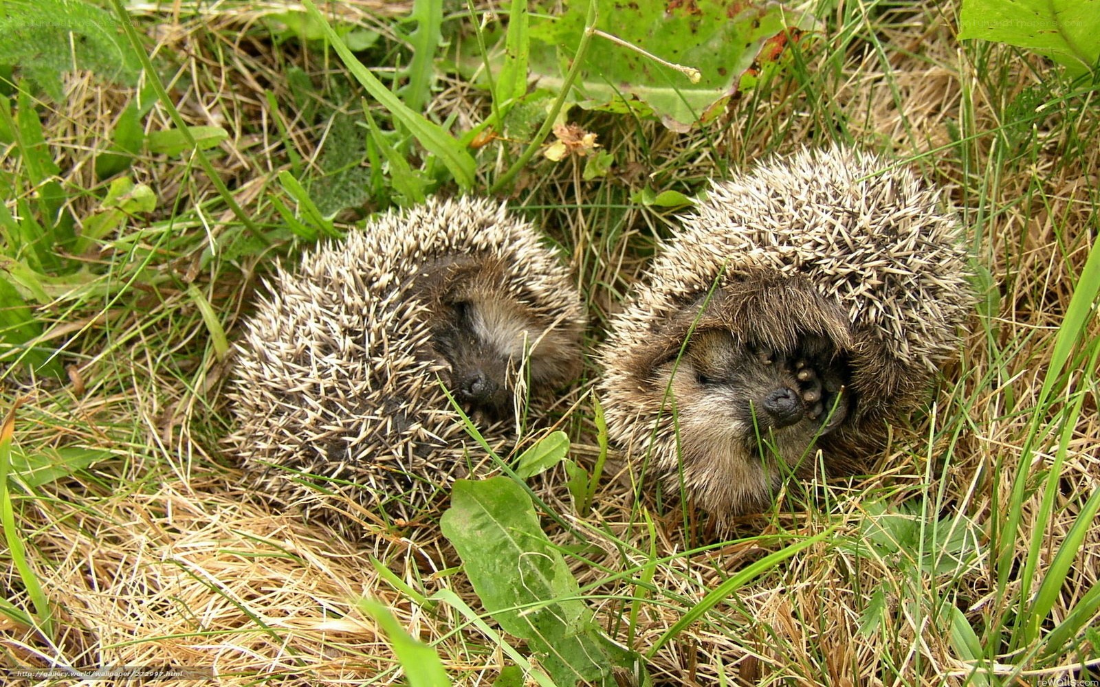 Two hedgehogs in grass