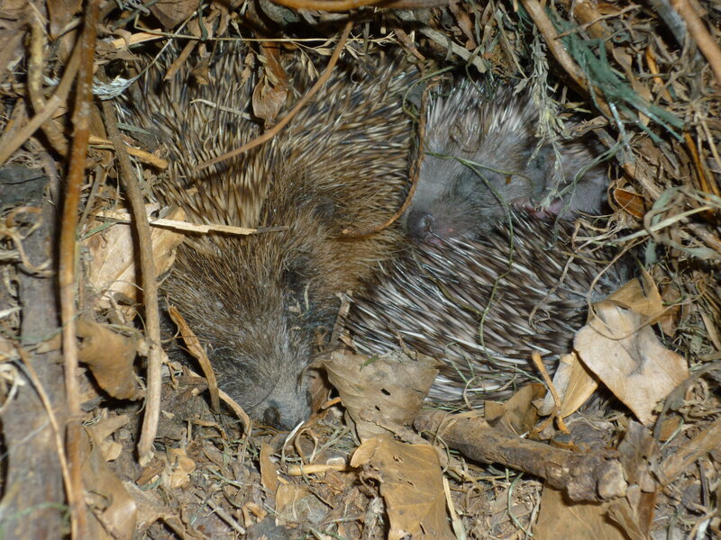 Two Hedgehogs in Nest