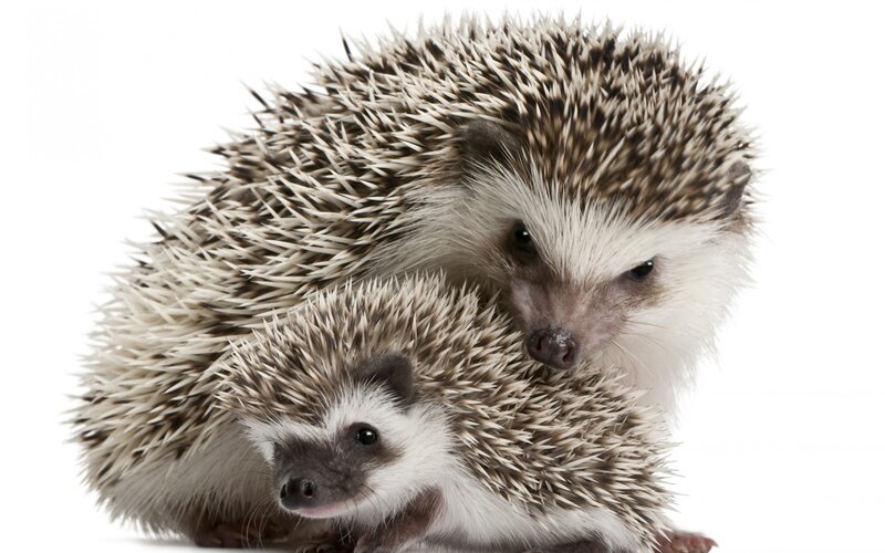 Two Hedgehogs Together