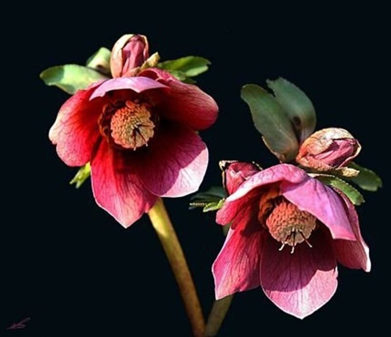 Two Hellebore Flowers — Red