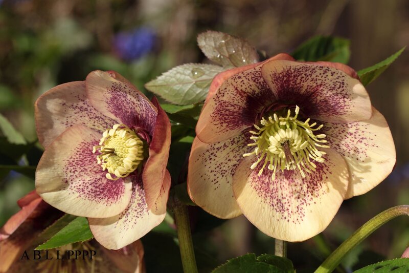 Two Hellebore Flowers