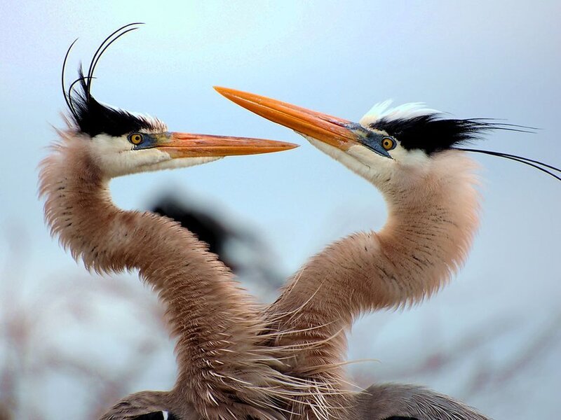 Two Herons Facing Each Other — Blue