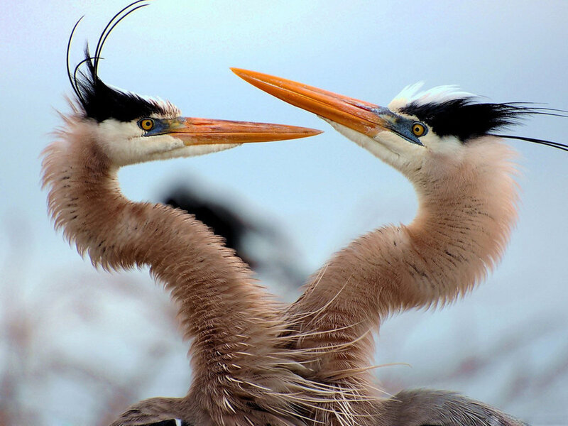 Two Herons Facing Each Other — Gray