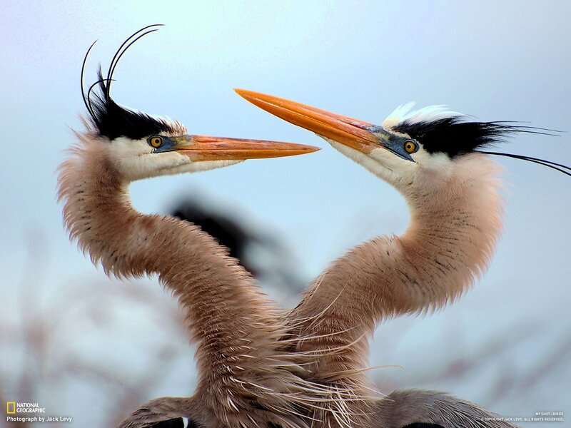 Two herons facing each other