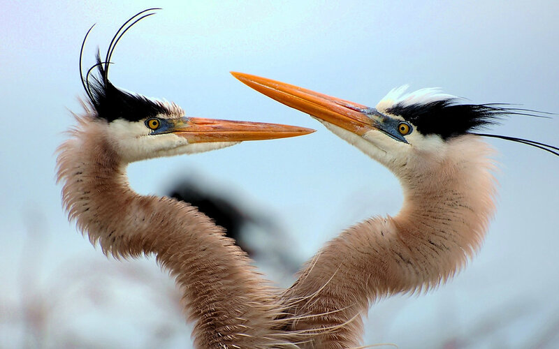 Two Herons Facing Each Other — White