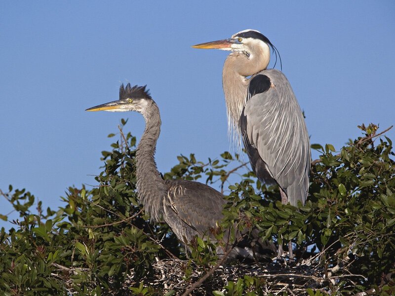Two herons in a nest