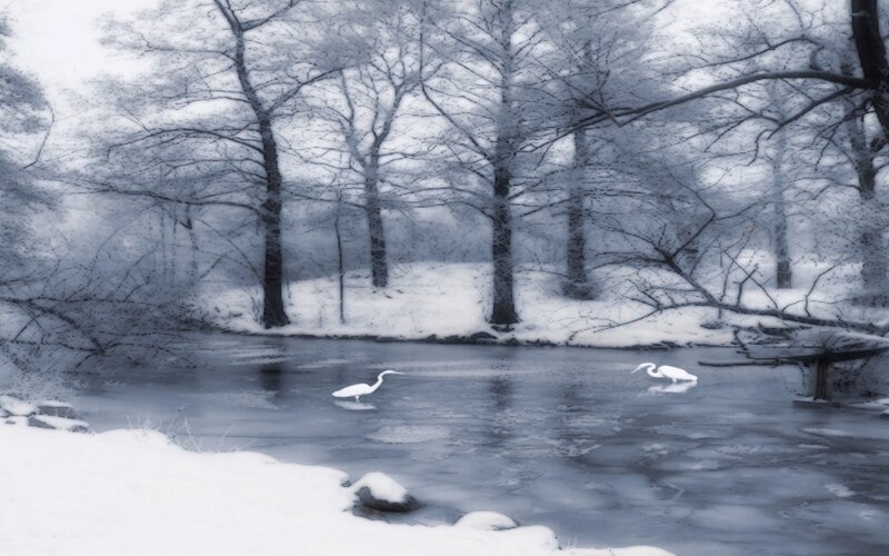 Two Herons in a River