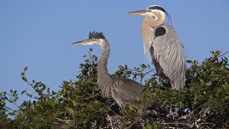 Two herons in a tree