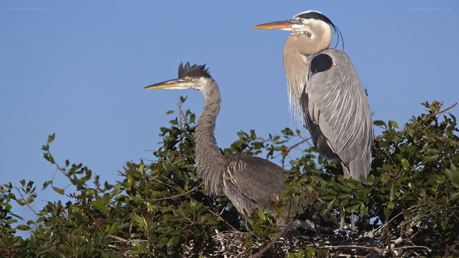 Two herons in a tree