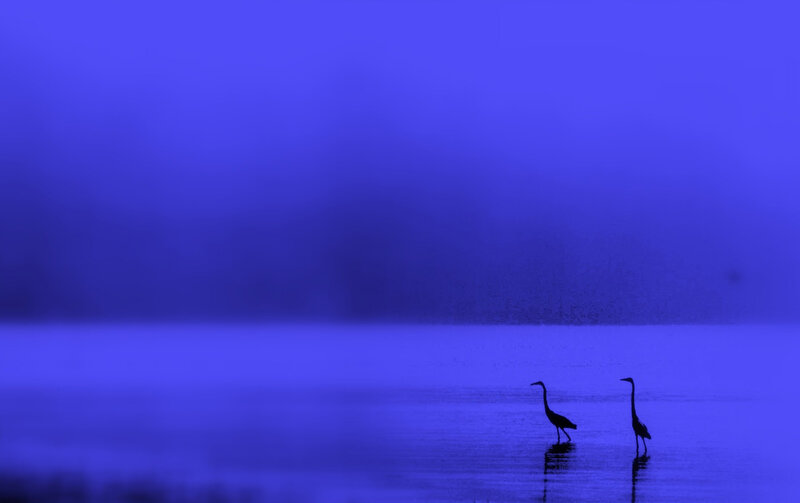Two herons in blue mist