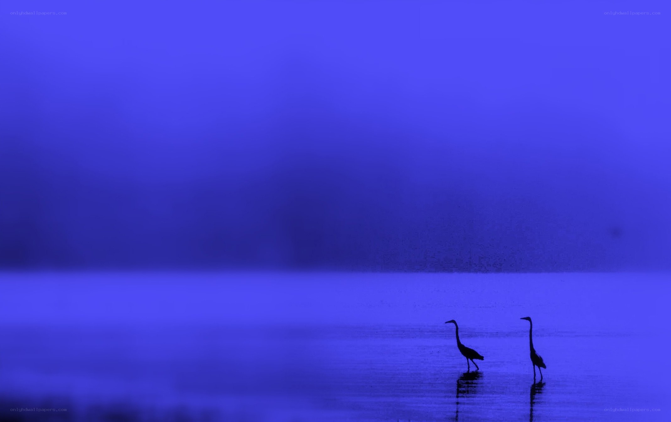 Two herons in blue mist