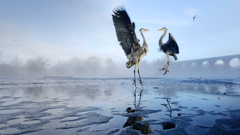Two Herons in Flight — Blue