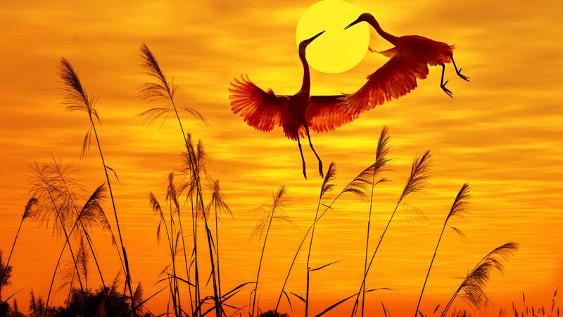 Two Herons in Flight — Orange, Dramatic