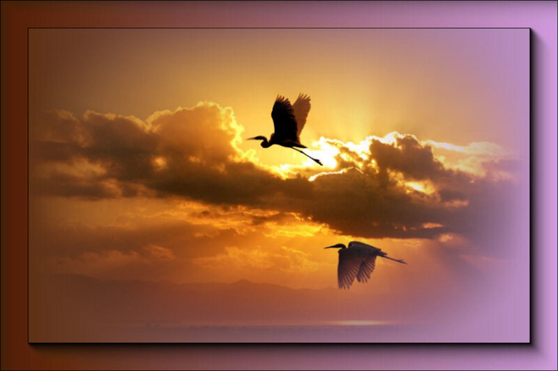Two Herons in Flight
