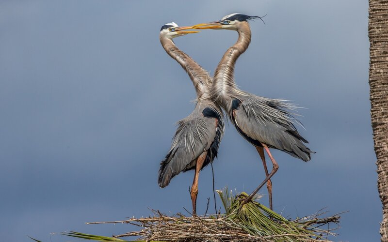 Two Herons in Nest — Blue