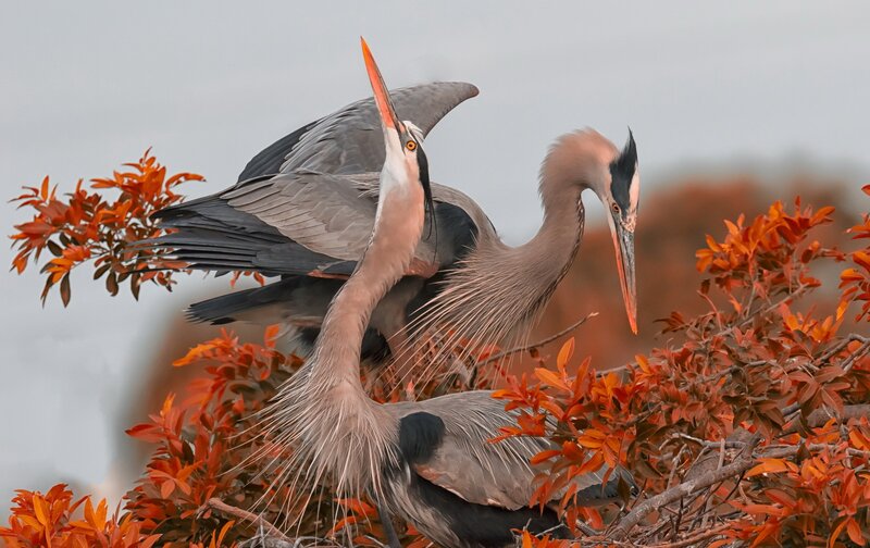 Two Herons in Nest — Gray