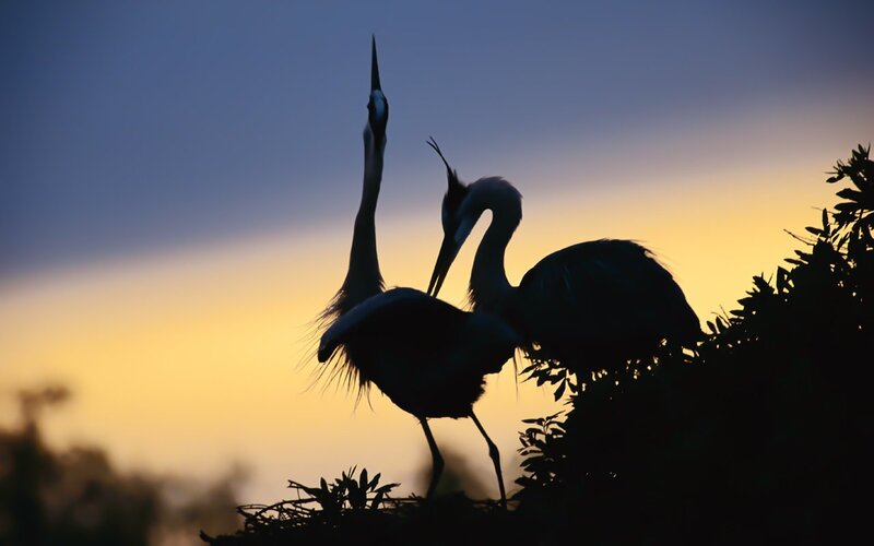Two Herons in Nest