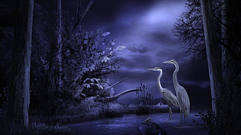 Two Herons in Water — Blue, Mysterious