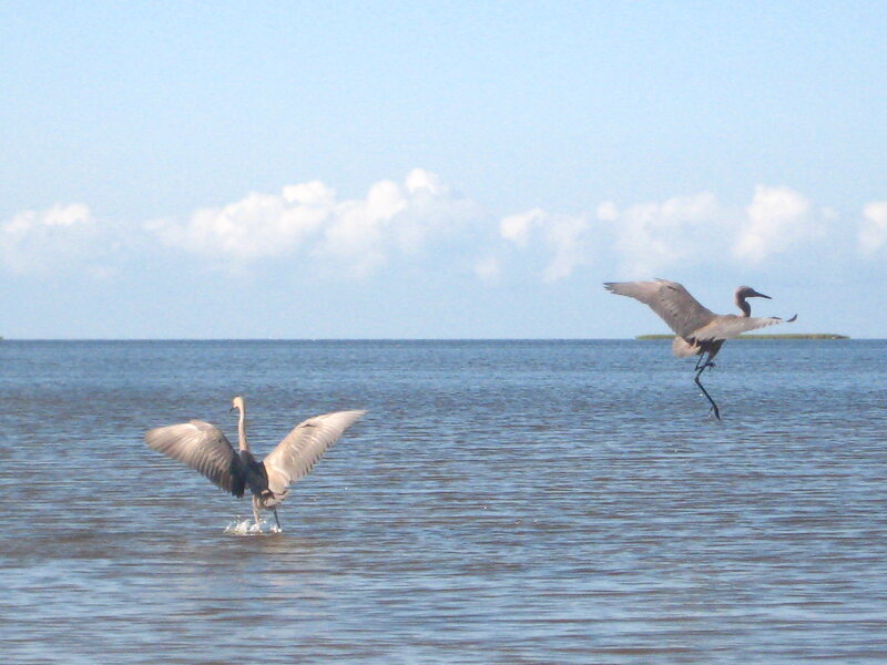 Two Herons in Water — Blue