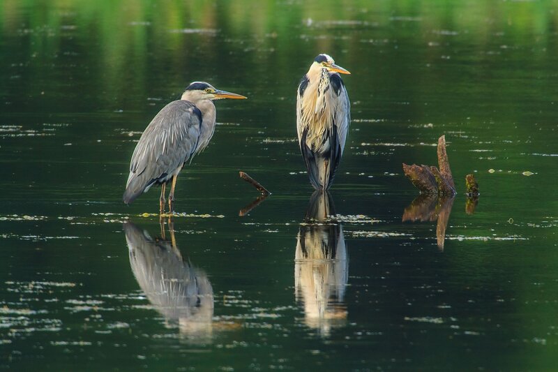 Two Herons in Water — Green