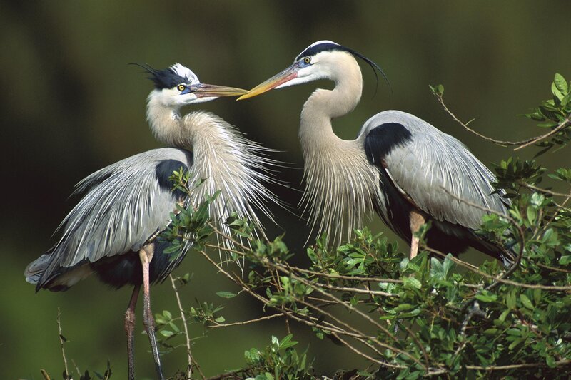 Two Herons Interacting — Gray, Calm