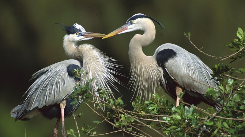 Two Herons Interacting — Gray