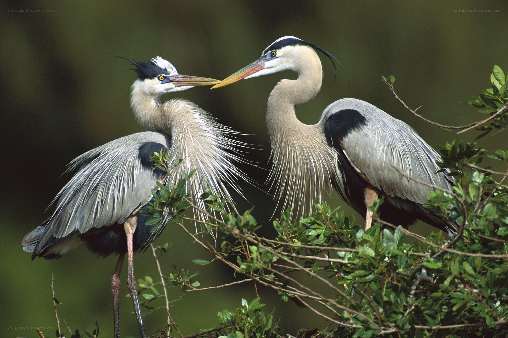 Two herons interacting in a tree