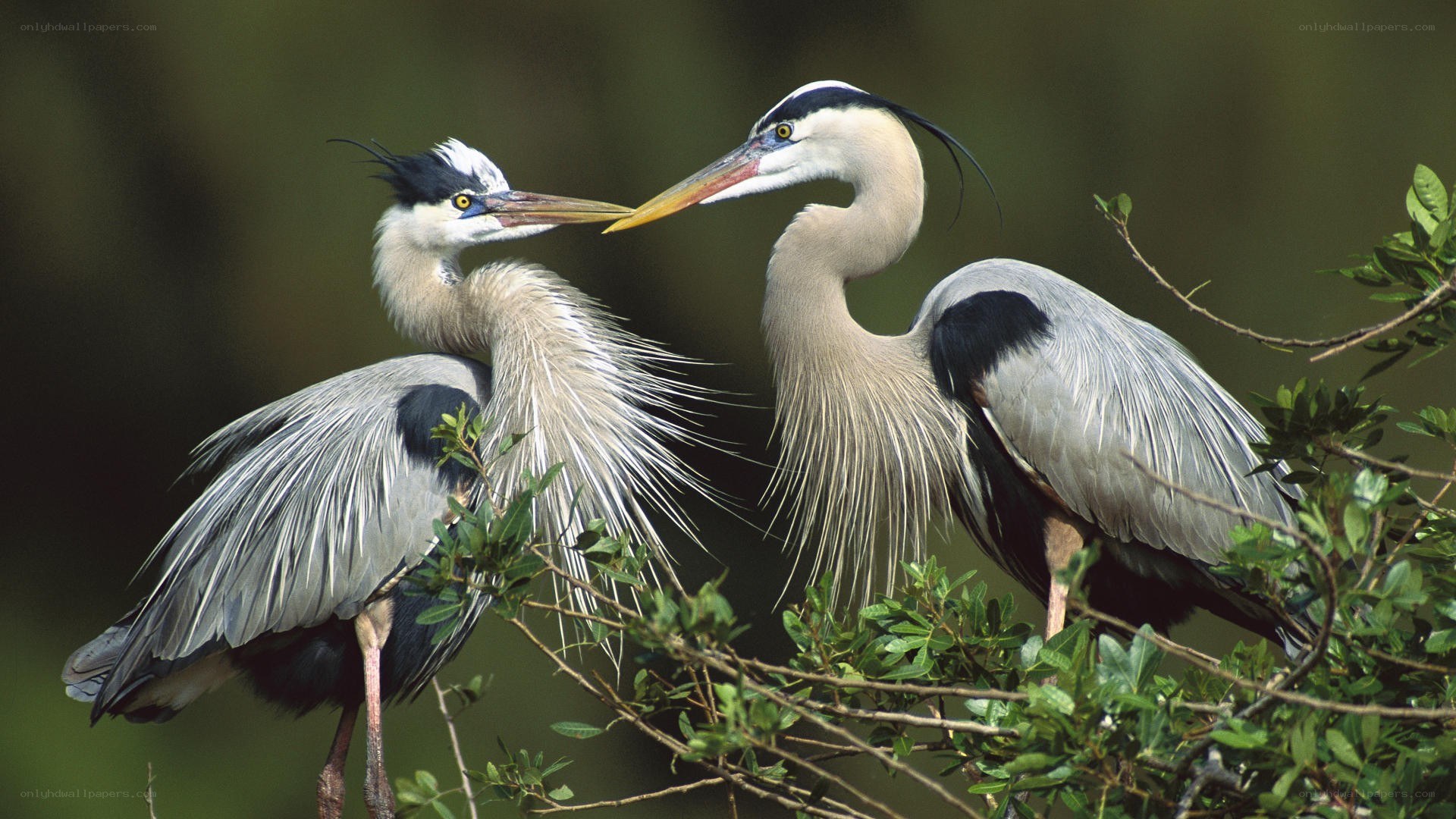 Two herons interacting in a tree
