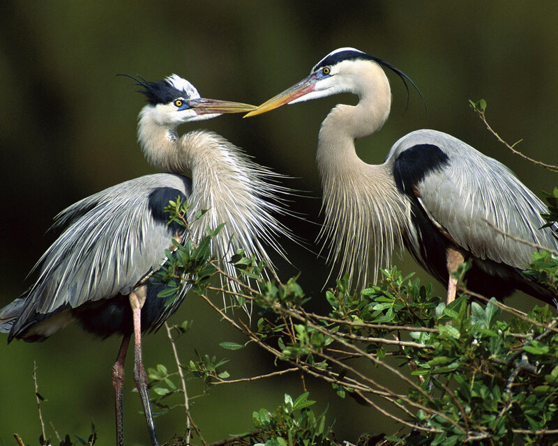 Two Herons Interacting