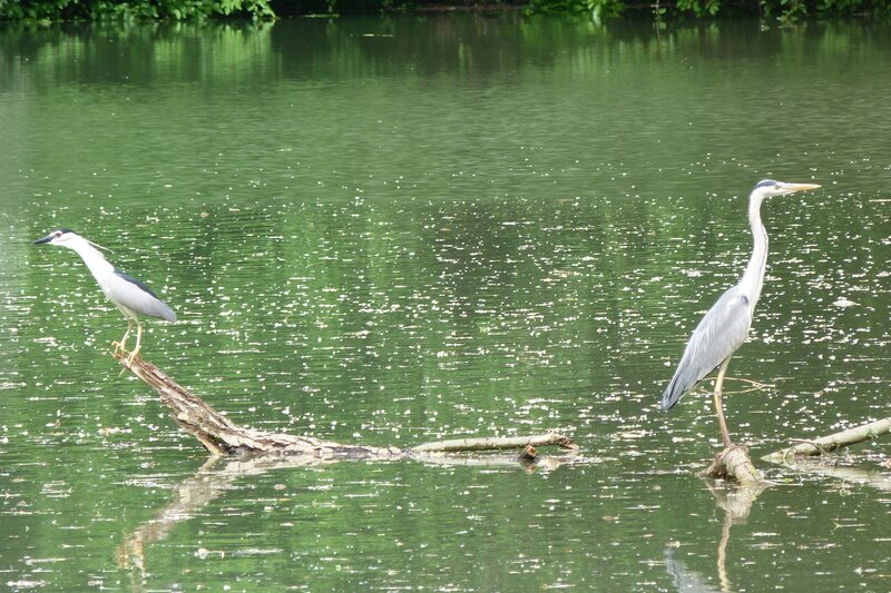 Two herons on a log