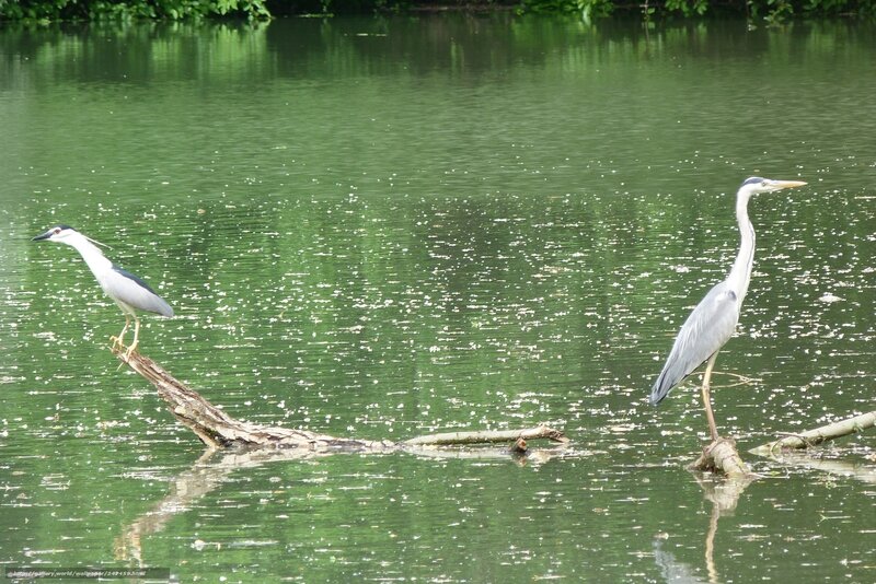 Two herons on a log