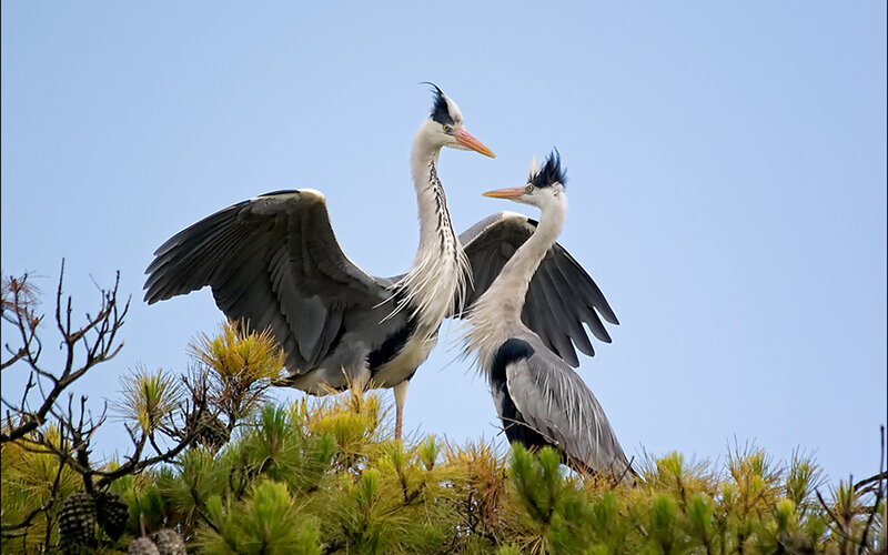 Two herons on a tree