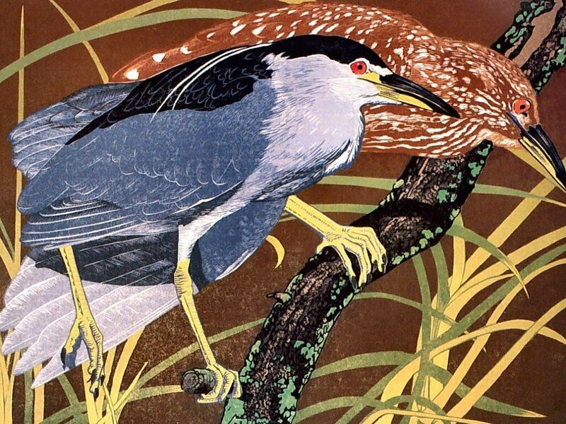 Two Herons on Branch