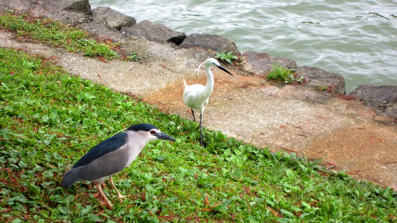 Two Herons on Grass