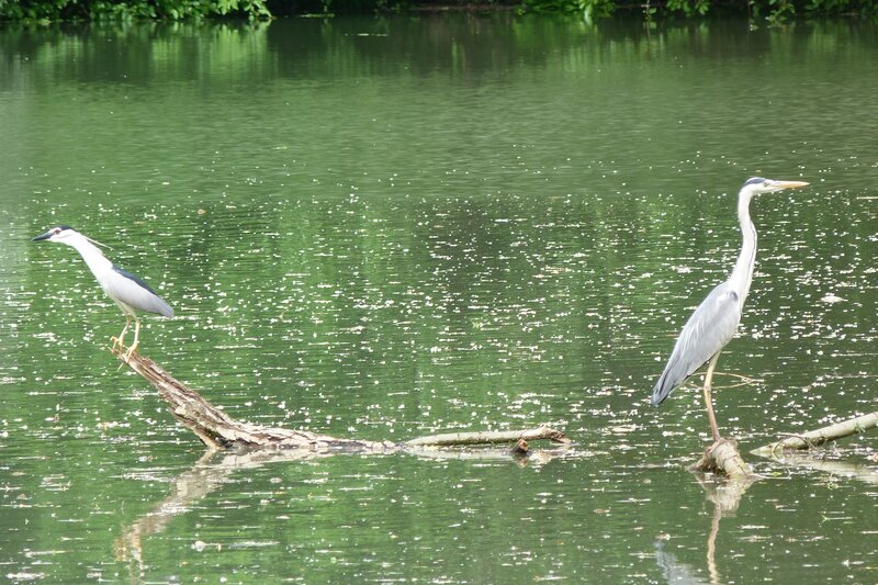 Two herons on logs in a pond