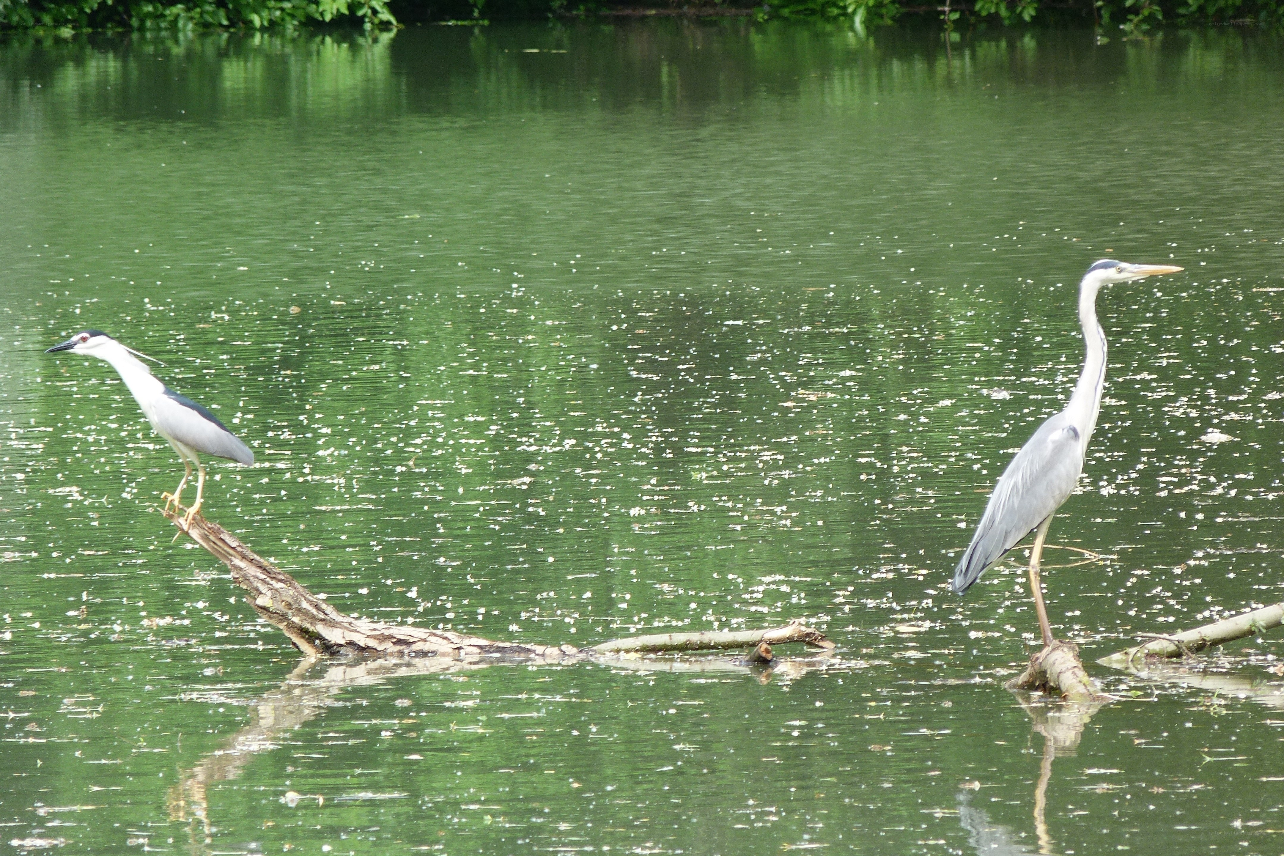 Two herons on logs in a pond
