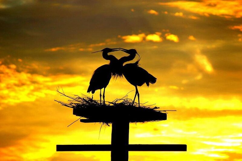 Two Herons on Nest