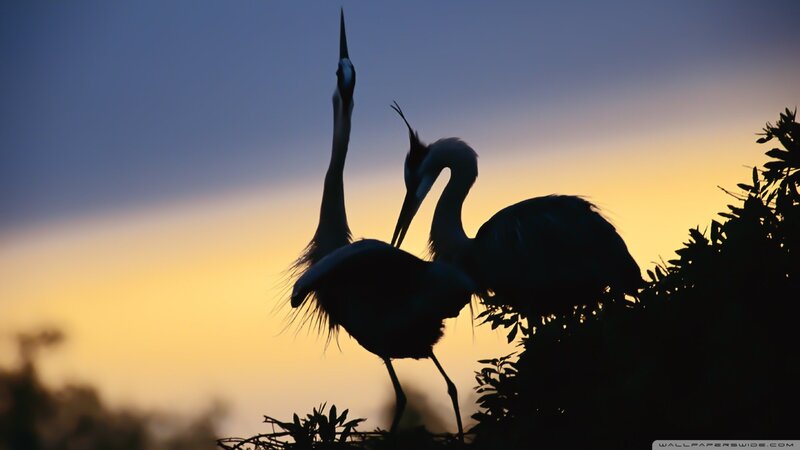 Two Herons Silhouetted