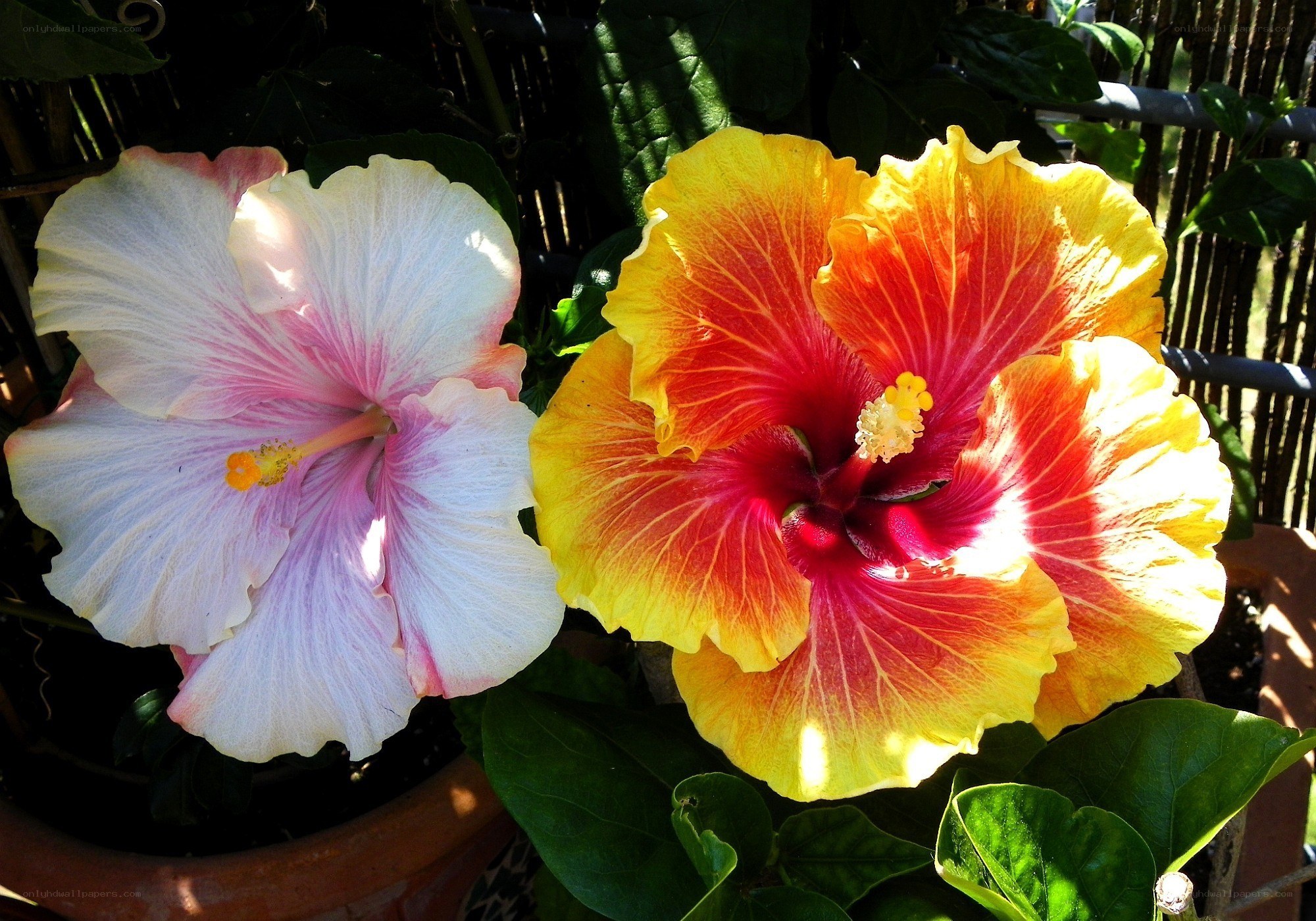 Two hibiscus flowers in sunlight