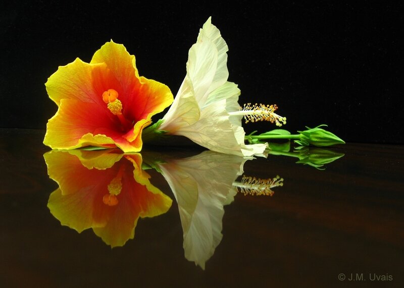 Two Hibiscus Flowers