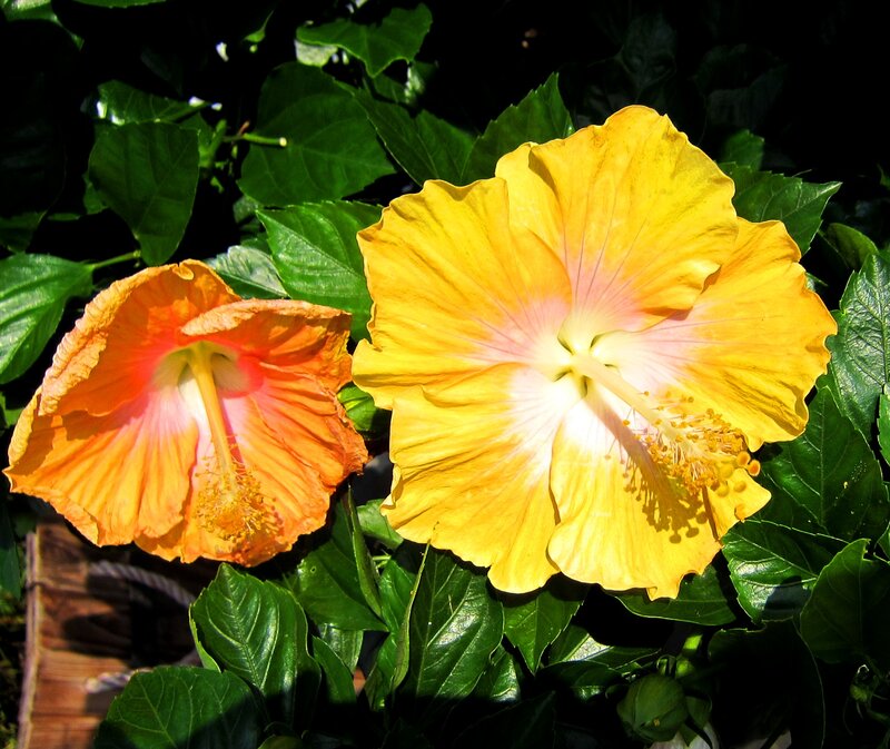 Two Hibiscus Flowers — Yellow