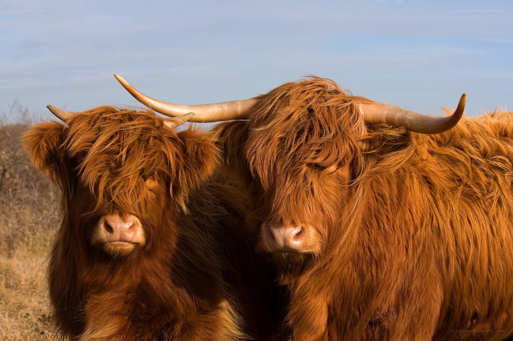 Two Highland cattle in a field