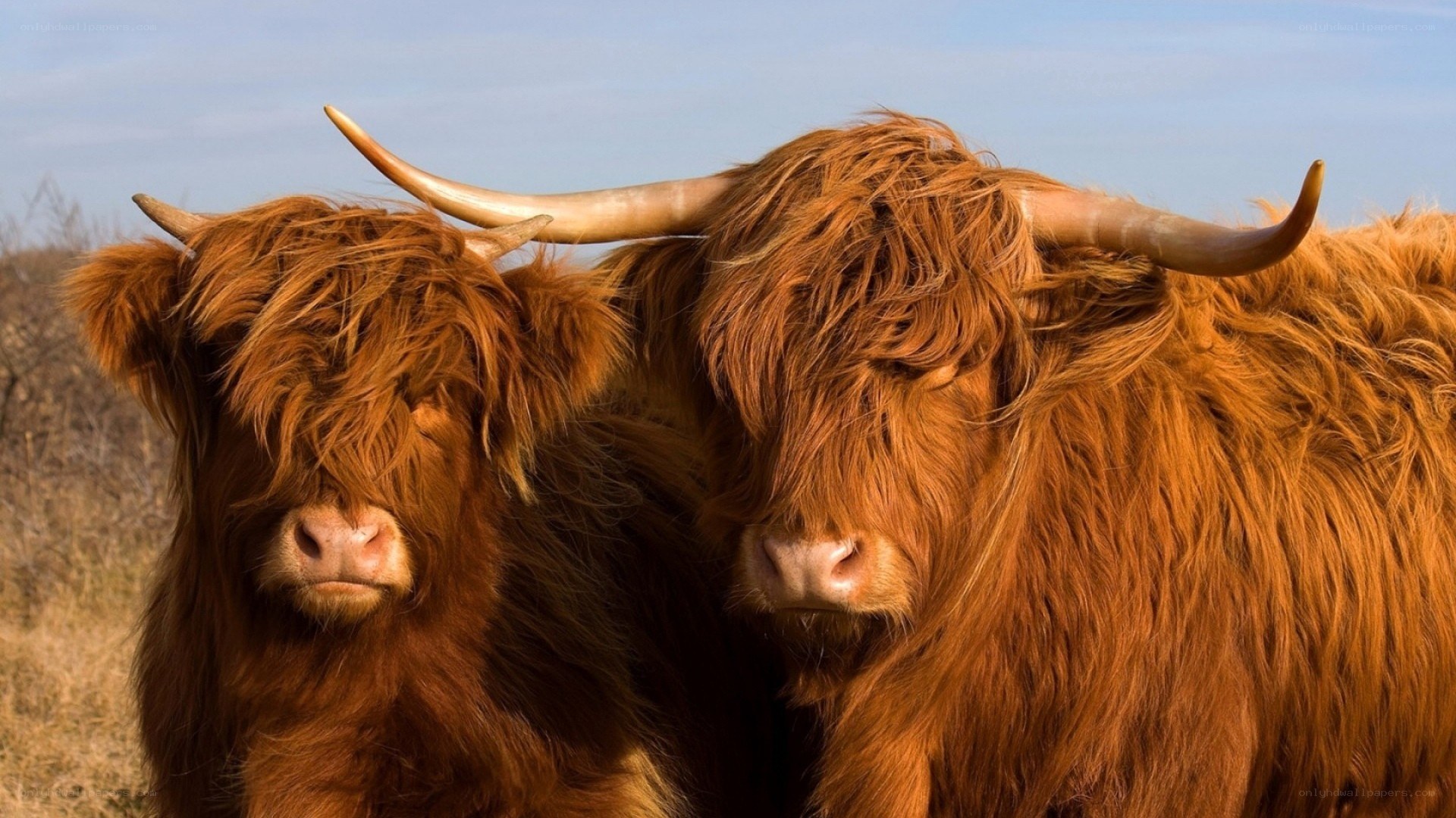 Two Highland cattle in a field