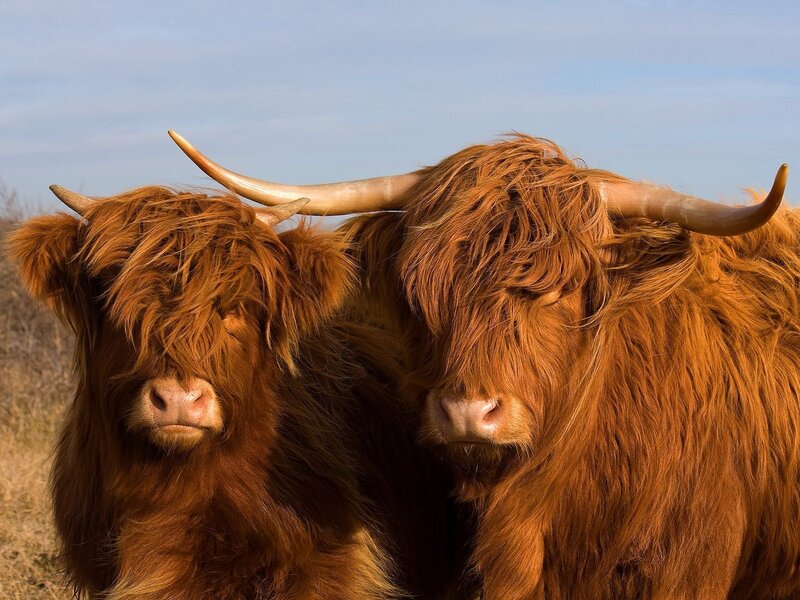Two Highland cattle in a field